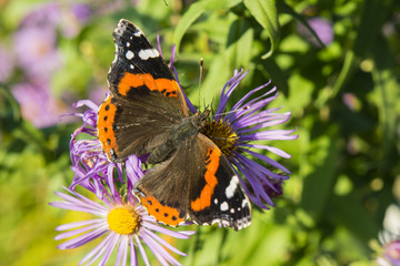 Vanessa Atalanta butterfly sitting on a flower purple daisy.