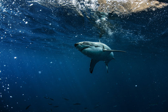 Great White Shark in blue ocean. Underwater photography. Predator hunting near water surface.