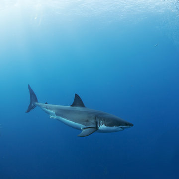 Great White Shark in blue ocean. Underwater photography. Predator hunting near water surface.