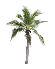 Fototapeta na wymiar coconut tree isolated on white background.