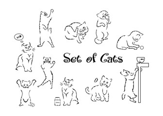 the cats set