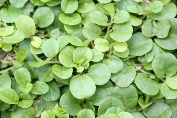 Macro in bright green leaves of a small tree in the public park.