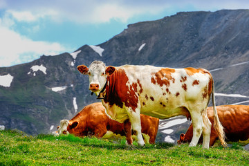 Fototapeta na wymiar alp cows, grossglockner