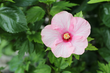 Pink hibiscus flowers blossom in the garden.