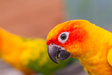 Parrot