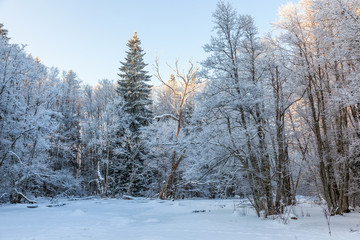 Winter forest with frost on the trees