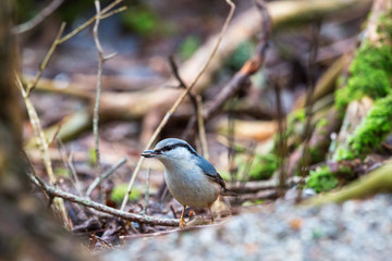 Nuthatch with a seed in the beak