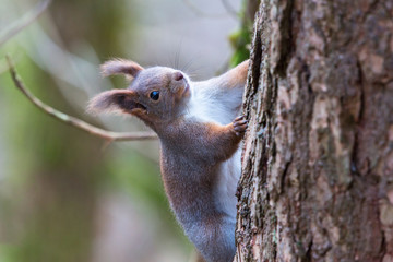 Red Squirrel on a tree trunk in the forest