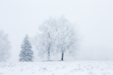 Grove of trees in fog in the winter landscape