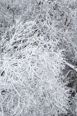 Branches with hoarfrost in the forest