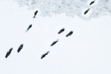 Hare tracks on the ice