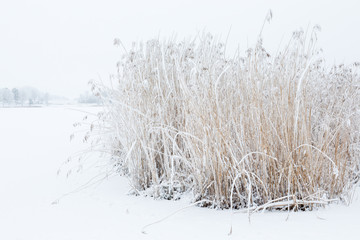 Snowy winter landscape with a reedbed