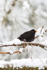 Blackbird on a snowy branch