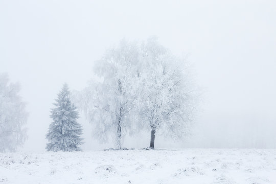 Grove of trees in fog in the winter landscape