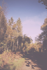 Woodland scene with yellow and brown autumn leaves Vintage Retro