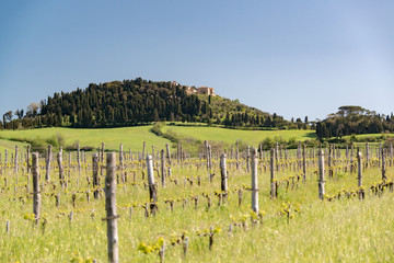 Fototapeta premium Weingut auf dem Hügel