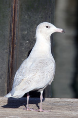 Juvenile Glaucous Gull standing, Newlyn, Cornwall, England, UK.