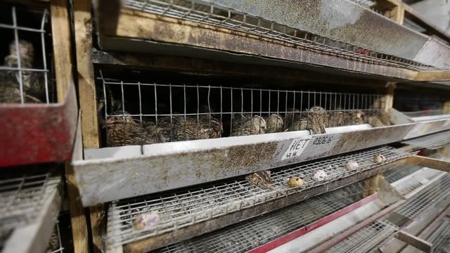 equipment for breeding quail