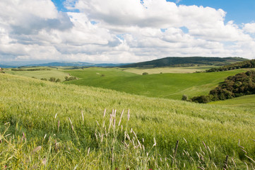 Getreidefelder in derToskana
