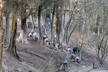 Deurstickers Cinta Senese Schweine freilaufend im Gatter © penofoto.de