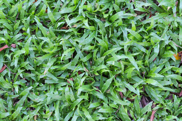 Green lawn in top view.