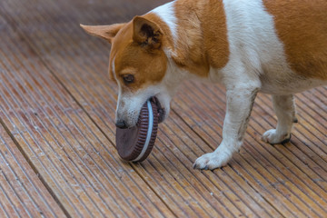 Conceptual image, That takes the biscuit. A jack Russell terrier eats a biscuit. © johnandpenny