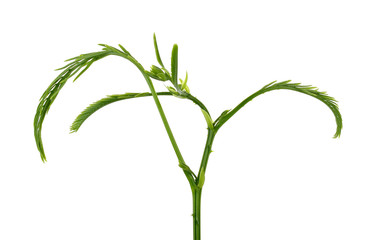 Climbing Wattle, Acacia, Cha-om on white background