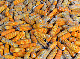 corn rot - disease on ear
