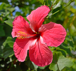 a red hibiscus flower