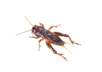 Gryllidae on a white background