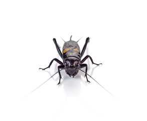 Gryllidae on a white background