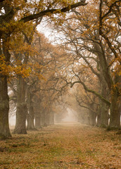 Foggy autumnal scene of tree landscape