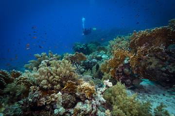 Fototapeta na wymiar Diver explores reefs in the Red Sea, Egypt