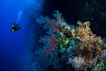 Fototapeta na wymiar Woman diver explores reef, Ruqia Island, Red Sea, Egypt