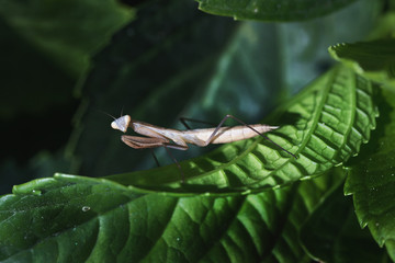 Mantide in posa