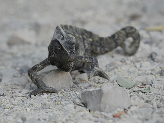 Lazy chameleon on a cold morning