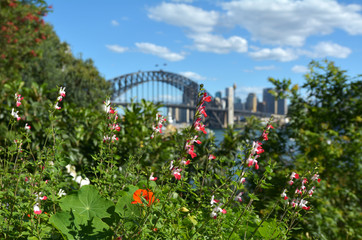 Spring in Sydney New South Wales Australia