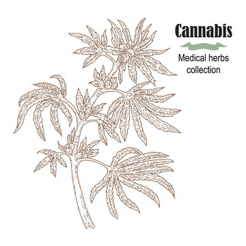 Hand drawn cannabis plant. Medicinal herbs collection. Vector illustration