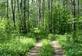 road in a birch forest