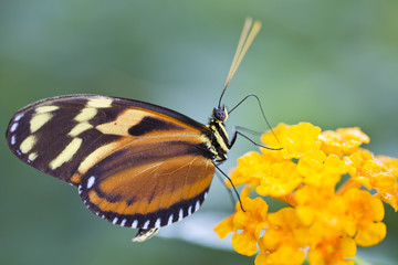 Feeding On Nectar