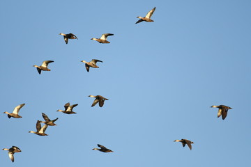 Flying spot billed duck.