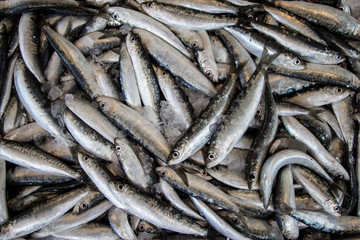 Europian pilchard fishes background.