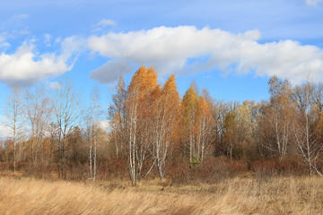 Fototapeta premium autumn landscape
