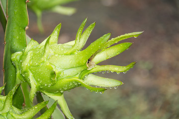 dragon Fruit on the tree after rain in garden