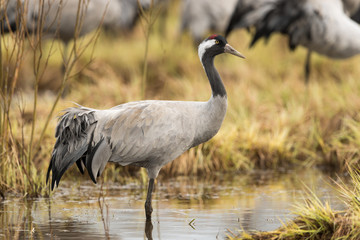 Common crane in a wetland at a stopover site