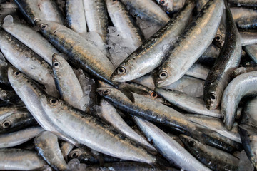 Europian pilchard fishes.
