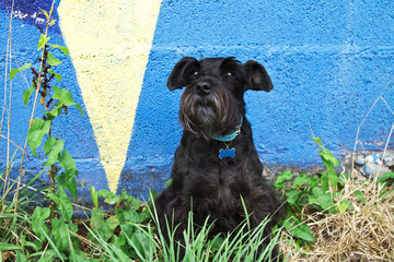 Portrait of black schnauzer dog on the grass