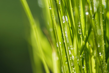 Water drops on  green grass  leaves with sunlight