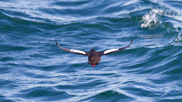Black Guillemot near Iceland