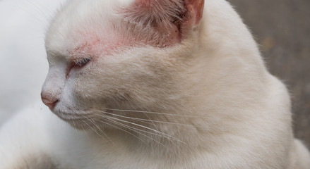 White Cat and two color eye